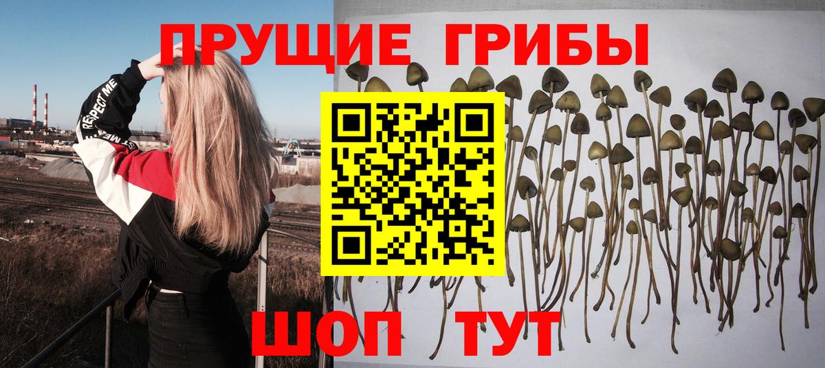 Десногорск  Псилоцибиновые грибы GOLDEN TEACHER  Вход с VPN  Псилоцибиновые грибы Psilocybe 